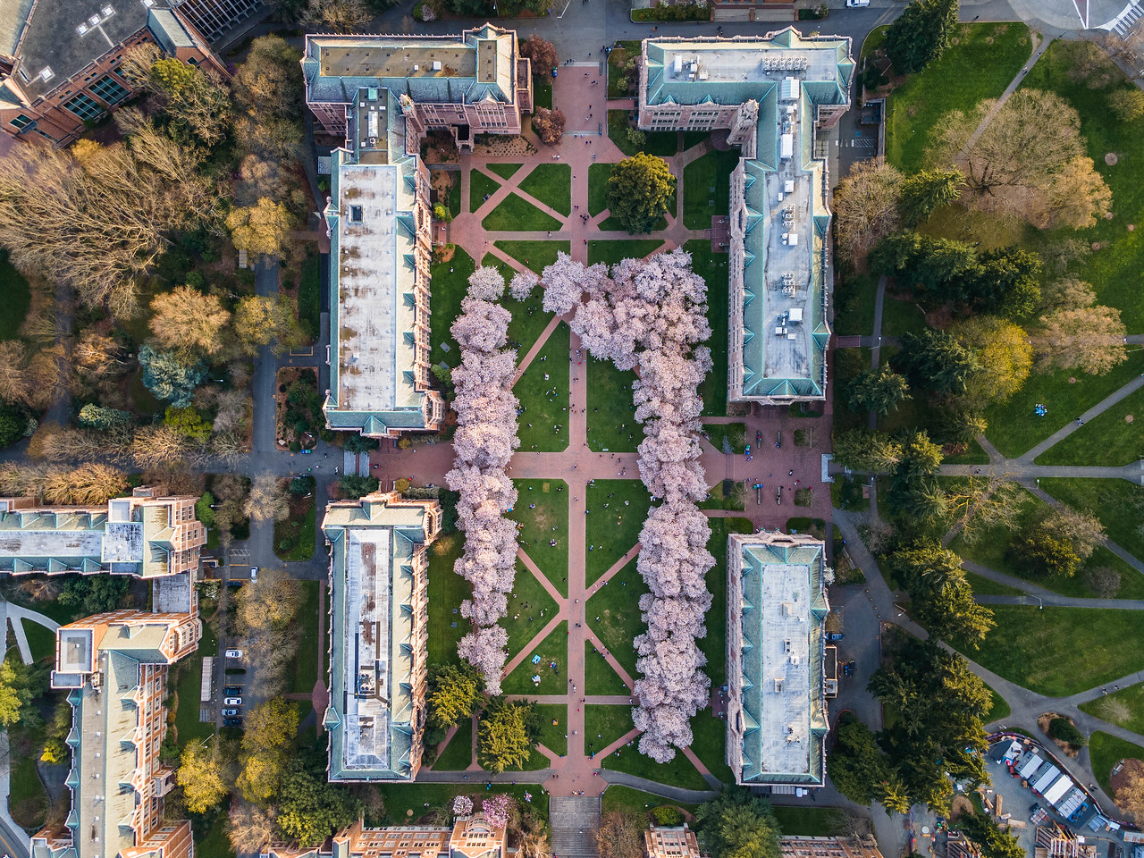 aerial cherry blossom quad